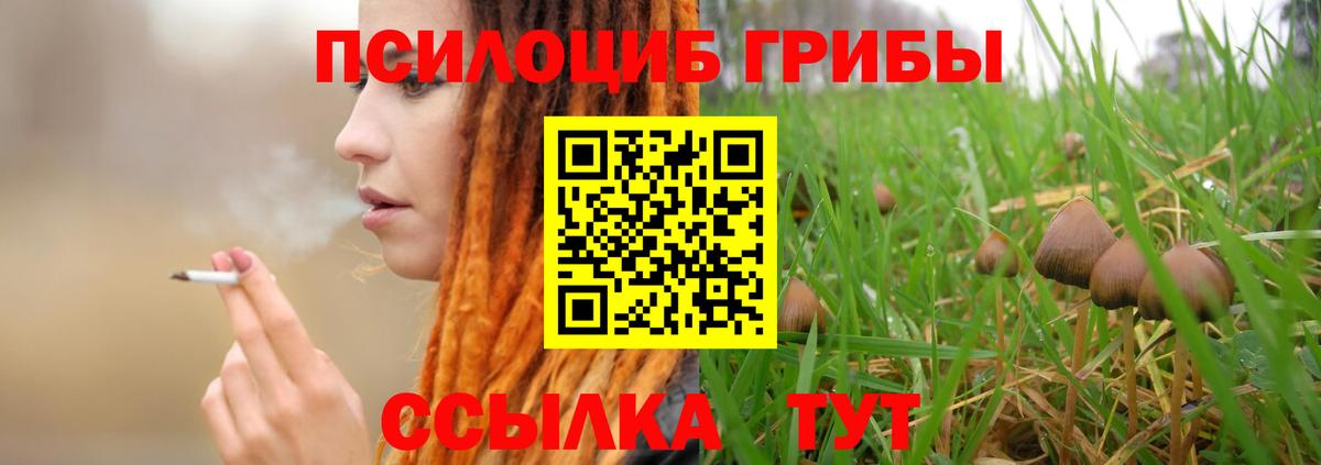 Бердск  Псилоцибиновые грибы мицелий  Псилоцибиновые грибы Cubensis  Вход с VPN 