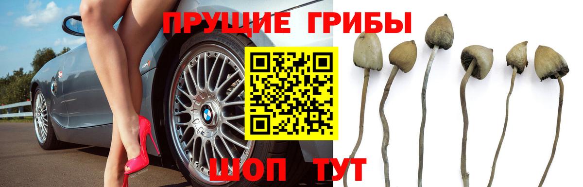 Псилоцибиновые грибы мухоморы Бердск
