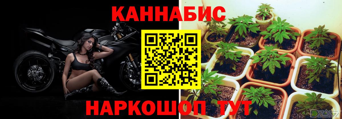Бошки Шишки White Widow  Бердск  Конопля тримм  Канабис SATIVA & INDICA 